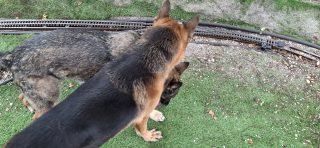 Jasper Shepherding His Brother, Rocket