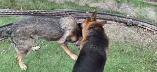 Jasper Pestering His Brother