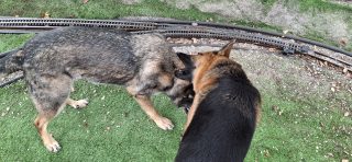 Jasper Trying To Convince Brother To Pick One